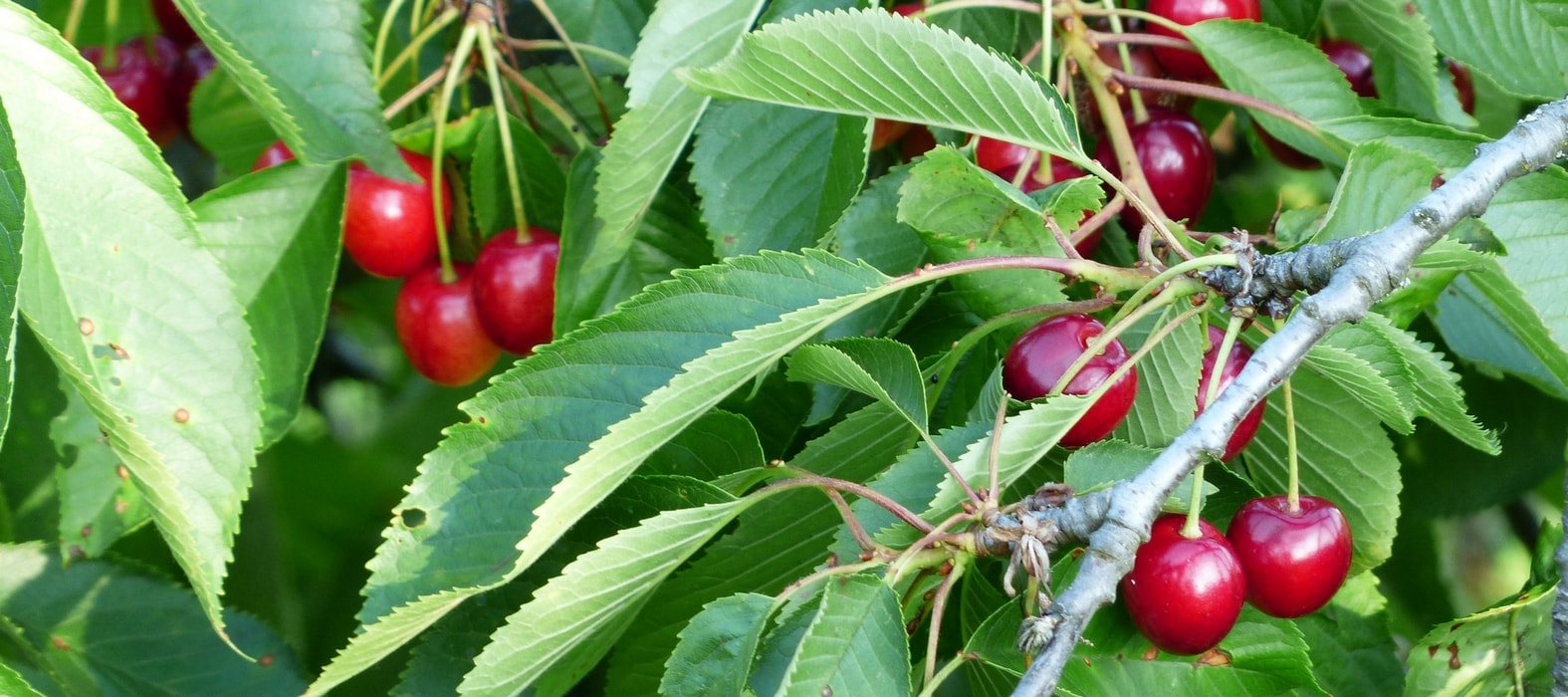 Fruitiers : protéger ses récoltes des oiseaux