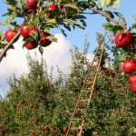 Arbres fruitiers : protéger son verger au naturel