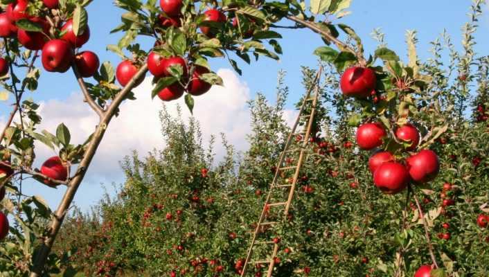 Arbres fruitiers : protéger son verger au naturel