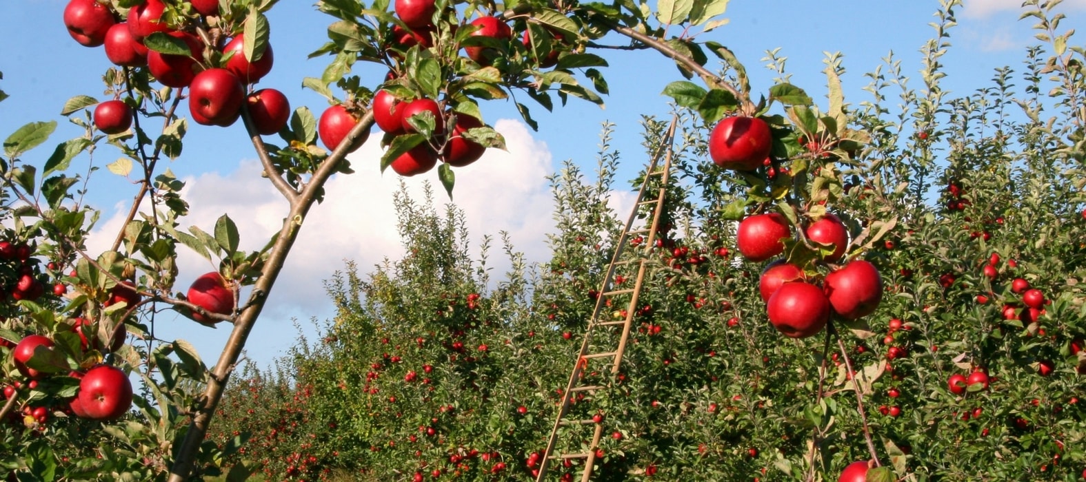 Arbres fruitiers : protéger son verger au naturel