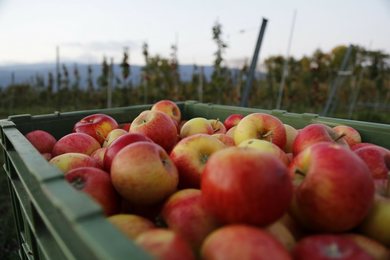 Comment conserver les fruits au jardin : le surplus de pommes