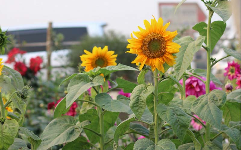 Les tournesols : des fleurs à installer en bordure de potager