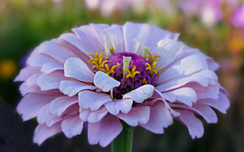 Les zinnias sont des fleurs parfaites pour colorer le potager