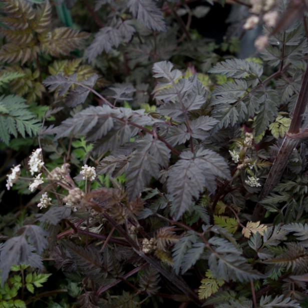 une variété horticole, proche de l'espèce sauvage