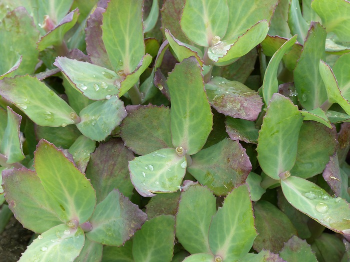 Pincement en vert d'un Sedum 'Matrona'