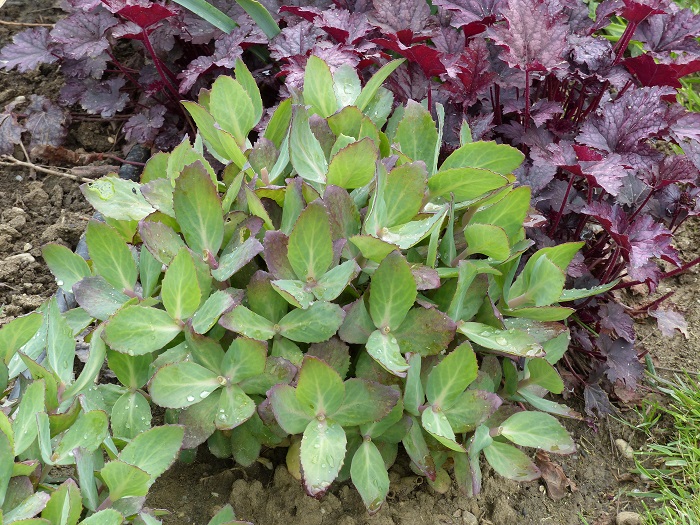 Touffe de Sedum 'Matrona' ayant subi un Chelsea Chop