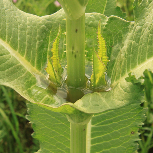 une plante sauvage, utile aux oiseaux