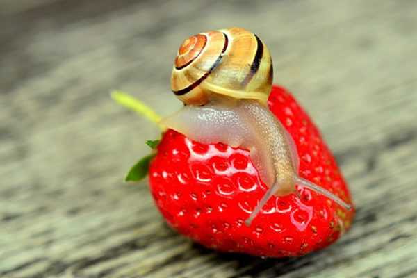 Fraises au potager : halte au pillage !