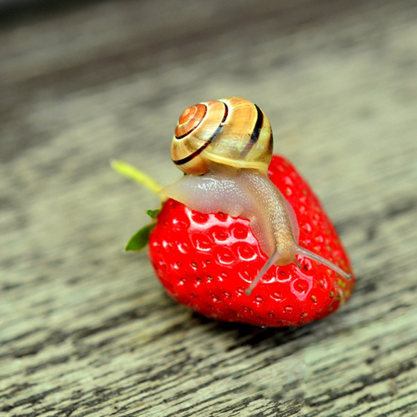 Fraises au potager : halte au pillage !