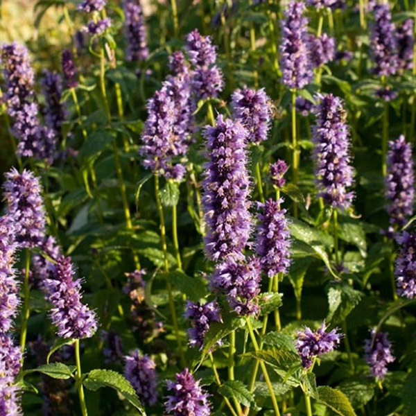 Agastache Black Adder, une belle vivace qui s'accorde bien avec stipa tenuifolia