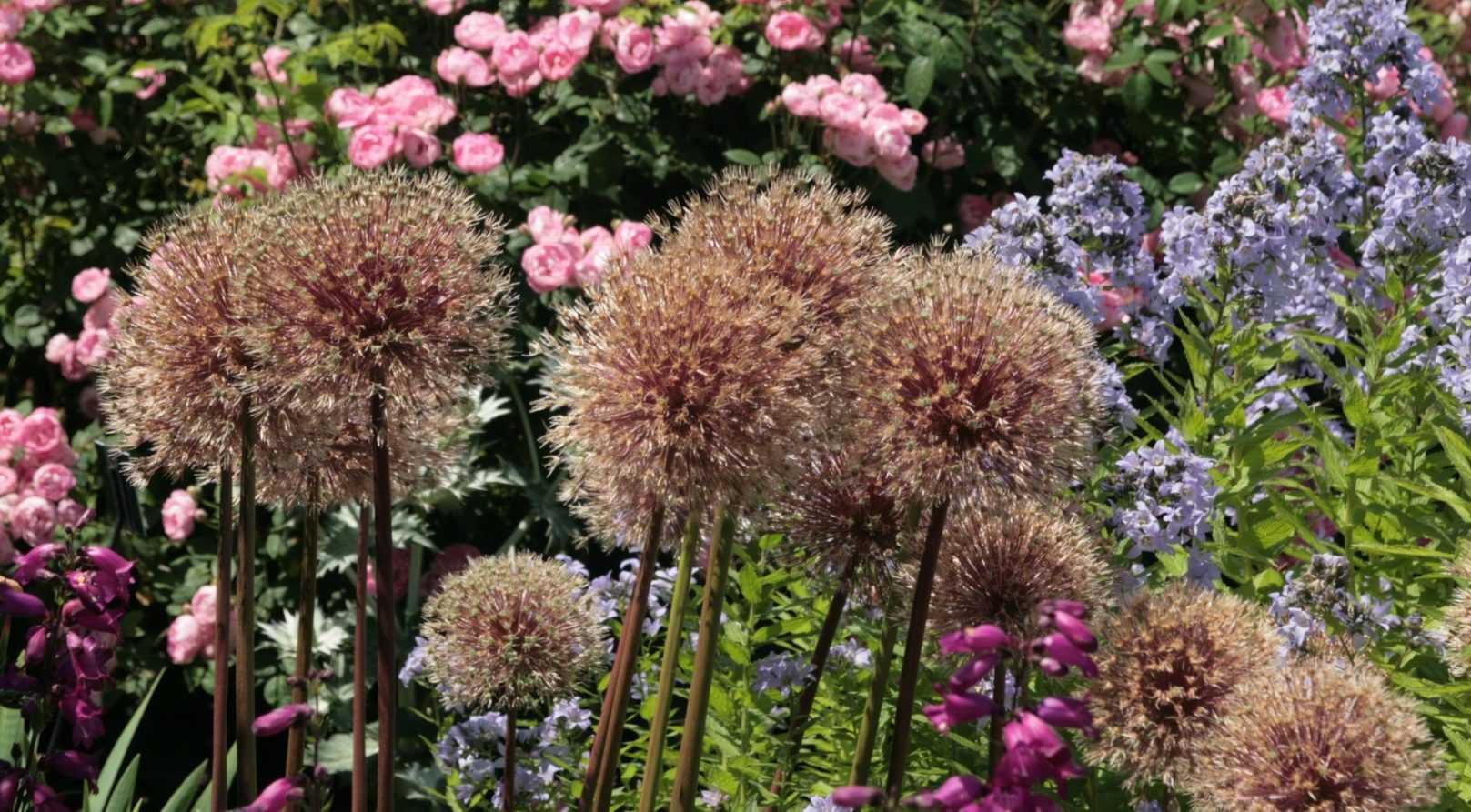 Ail d'ornement : faut-il couper les fleurs fanées?