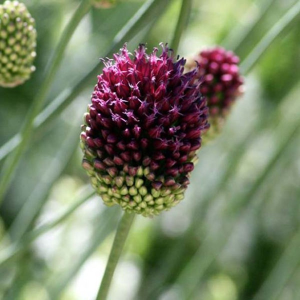 Allium sphaerocephalon - ail à tête ronde, idéal avec stipa tenuifolia