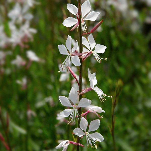 Gaura lindheimeri, une vivace à très longue floraison