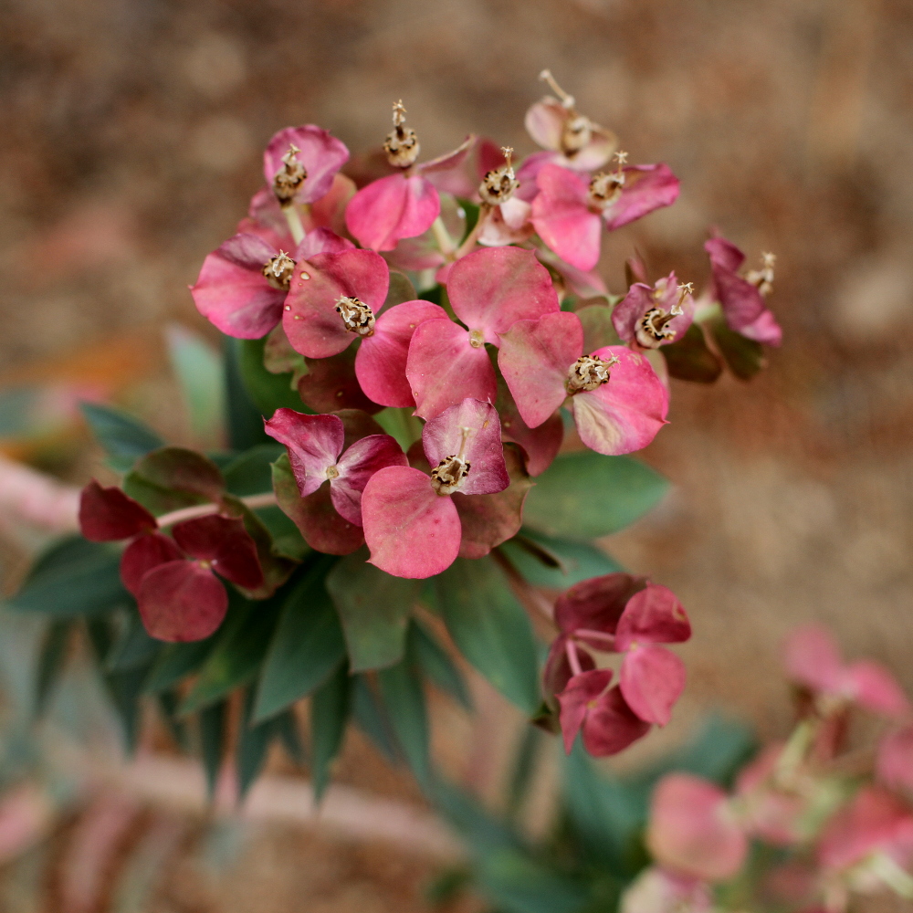 Euphorbia corse