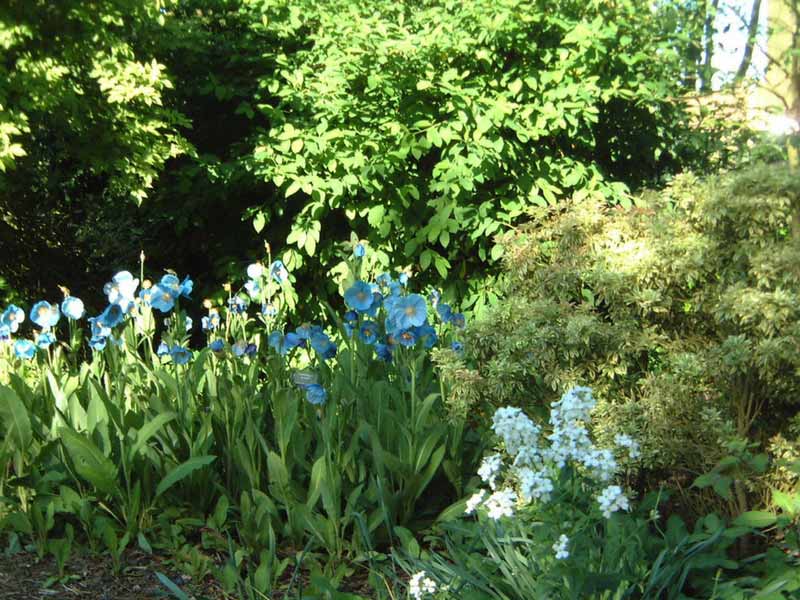 Pavot bleu - Meconopsis grandis