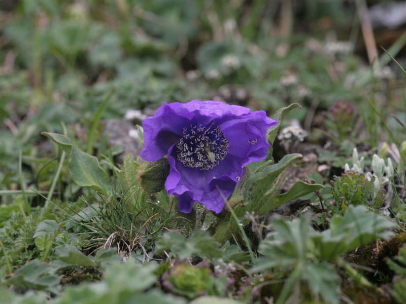 Meconopsis lancifolia en Chine