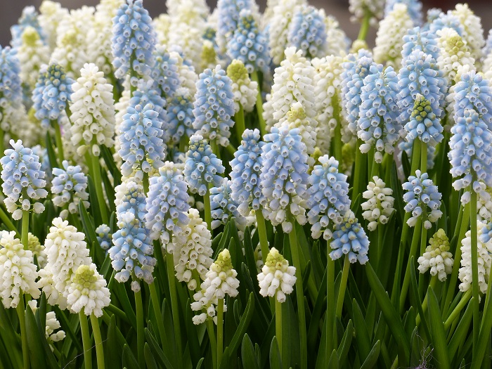 Muscaris 'Ocean Magic' et 'White Magic'