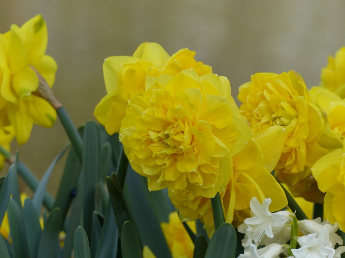 fleur de Narcisse Easter Tide