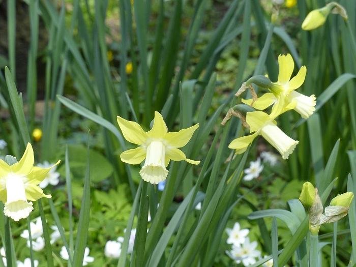 Narcisse 'Pipit'