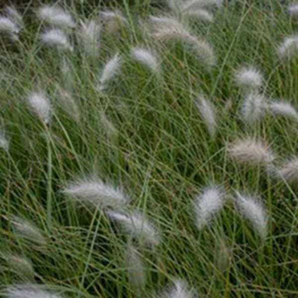 Pennisetum villosumn, une graminée comme les cheveux d'ange
