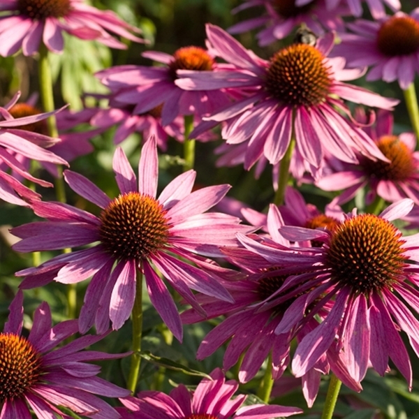 une vivace à longue floraison, à associer aux cheveux d'ange