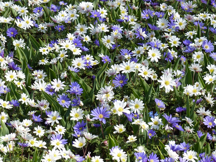 Anemones blanda 'Blue Shades' et 'White Splendour'