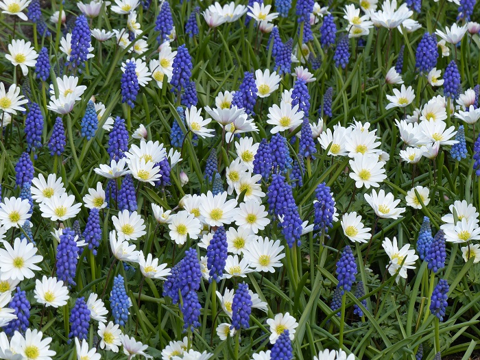 Anemone blanda 'White Splendour' et Muscari 'Blue Magic'