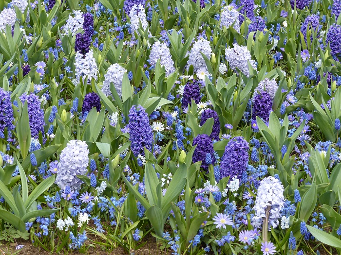 Jacinthes 'Blue Jacket', 'Blue Eyes' et 'Aida', Muscari 'Blue Magic', Scilla, Anemone blanda