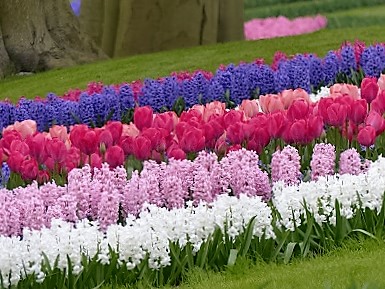 Bulbes dans le parc printanier de Keukenhof à Lisse en Hollande