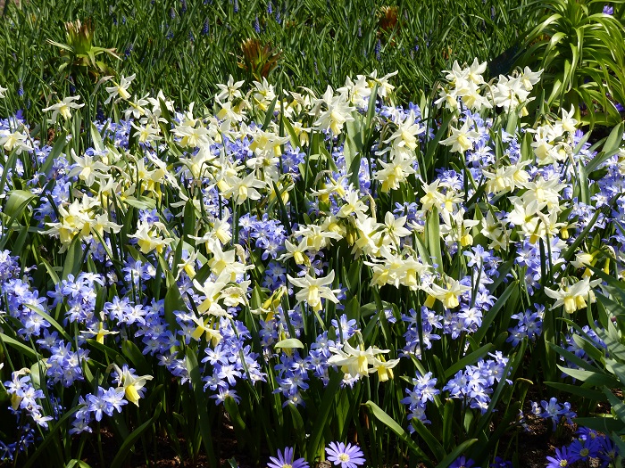 Narcisses 'Toto' et Chionodoxa 'Blue Giant'