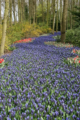 Rivière de muscaris du Keukenhof