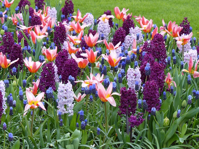 Tulipe' Heart's Delight', Jacinthes 'Woodstock' et 'Splendid Cornelia', Muscari latifolium