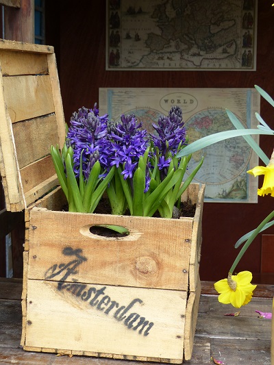 Jacinthe bleue dans une caisse en bois