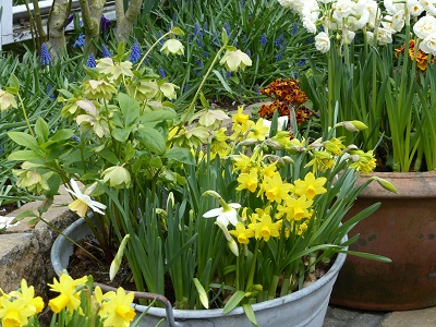 Narcisse 'Tête à Tête' et hellébores en pot au Keukenhof à Lisse