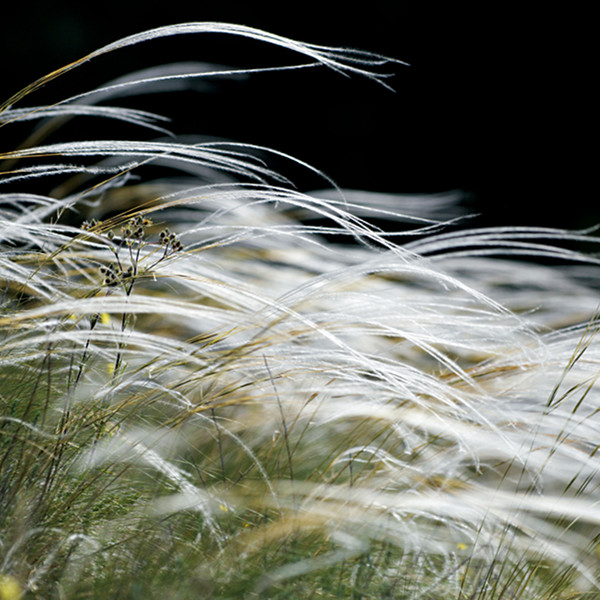 une cousine du stipa tenuifolia