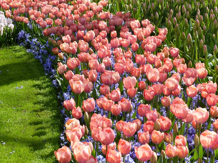 Tulipe 'Mystic van Eijk'