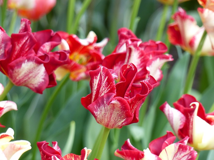 Tulipe 'Flaming Crown'