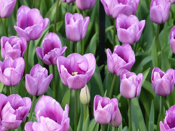 Tulipe 'Violet Beauty'