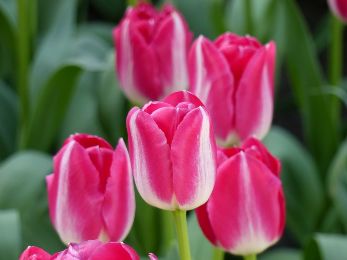 Tulipe 'Amsterdam'