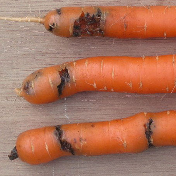 la mouche de la carotte creuse des galeries dans les racines