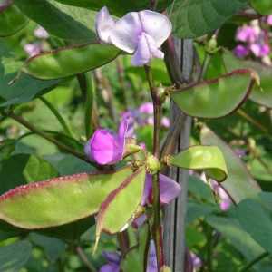 Inflorescence et gousse typiques des légumineuses