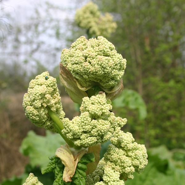 Réussir la rhubarbe, c