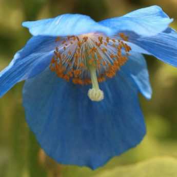 Comment réussir le pavot bleu de l'Himalaya ?