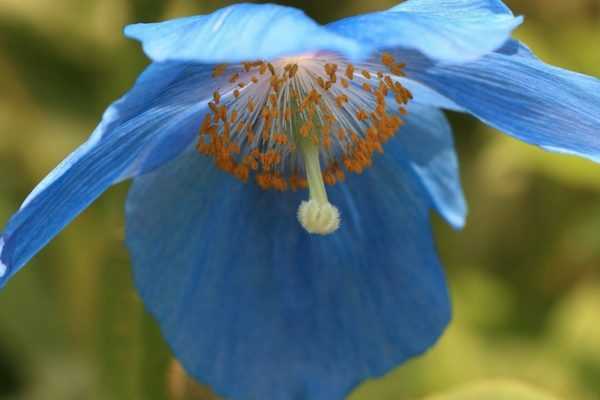 Comment réussir le pavot bleu de l'Himalaya ?