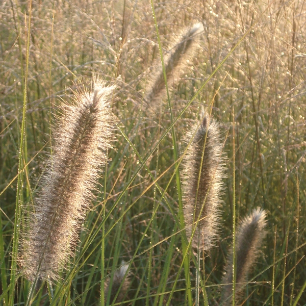 une graminée, comme le stipa tenuifolia