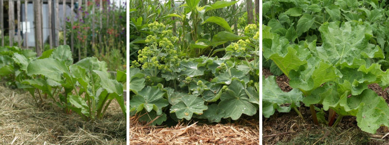 paillage au potager et jardin