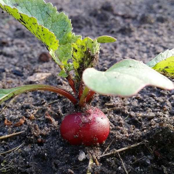 Le radis peut se cultiver toute l'année