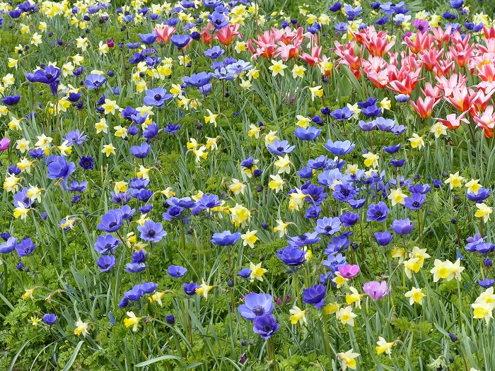 Anemone coronaria 'Mr Fokker' et Narcisse 'Goblet'