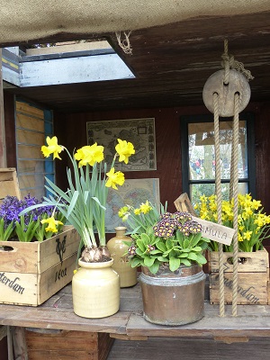 Bulbes et primevères en pots au Keukenhof en Hollande