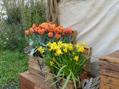 Tulipe 'Irene Parrot' et Narcisse 'Jet Fire' en pots